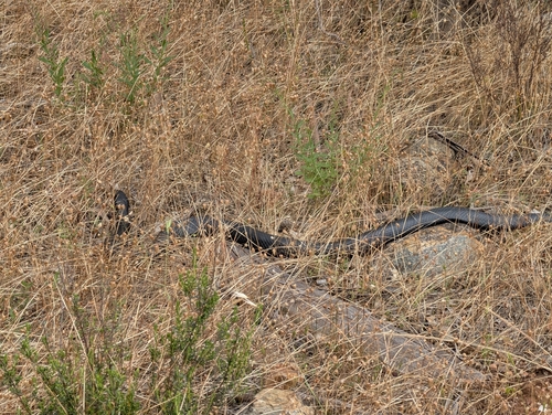 Red-bellied Black Snake sighting