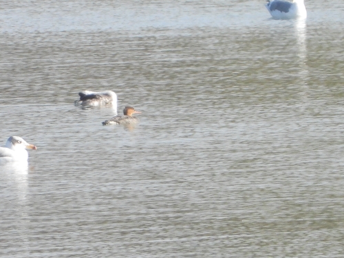 Red-breasted Merganser