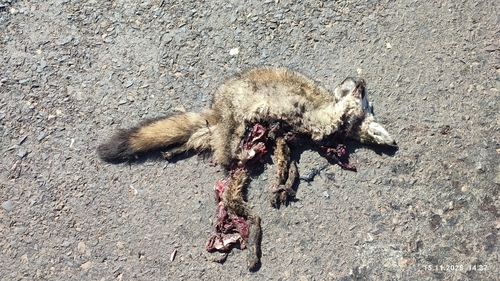 Bat-eared Fox