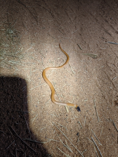 Inland Hooded Snake sighting