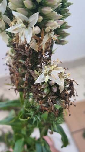 Coutoubea spicata