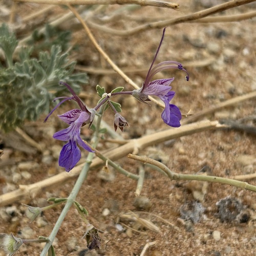 Desert Germander