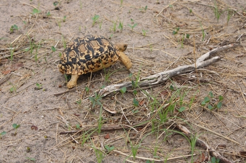 Leopard Tortoise