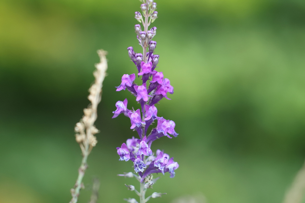 Linaria purpurea