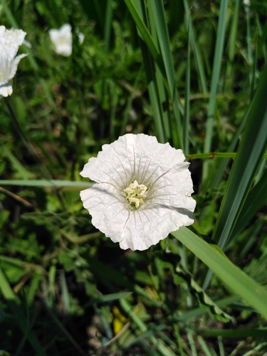 Monsonia grandifolia