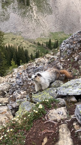 Hoary Marmot observed by nolantoner