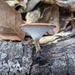 Blackfoot Polypore - Photo (c) Michelle C. Torres-Grant, all rights reserved, uploaded by Michelle C. Torres-Grant