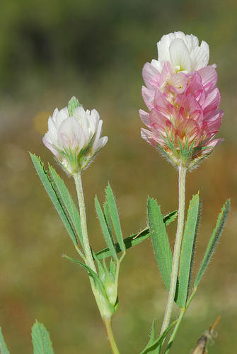 Palestine Clover (Trifolium philistaeum)
