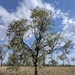 Eucalyptus melanophloia - Photo (c) Julian Radford-Smith, כל הזכויות שמורות, הועלה על ידי Julian Radford-Smith