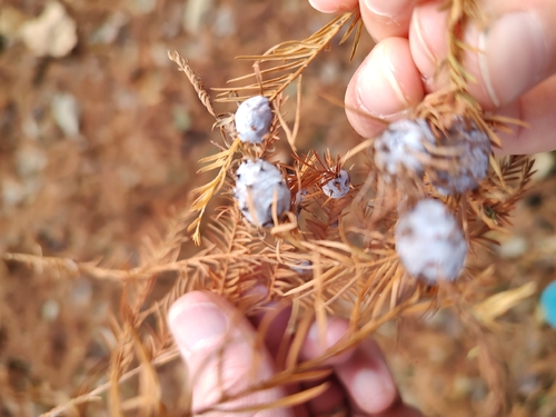 Unknown species found near White River Township, IN, USA
