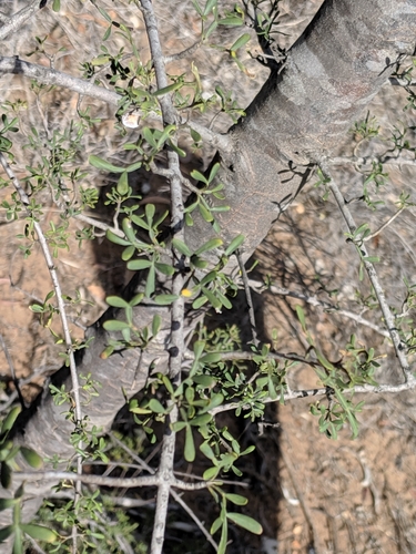 Scrub leopardwood (Flindersia dissosperma)