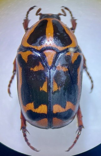 Pachnoda cordata