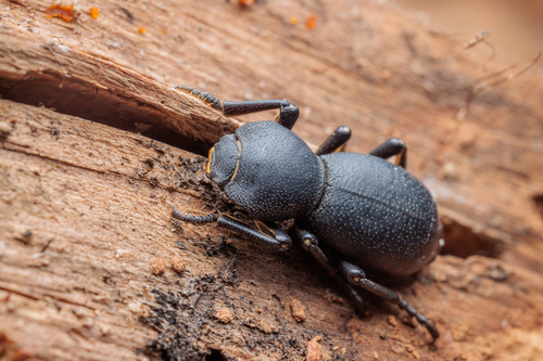 Zopherus opacus