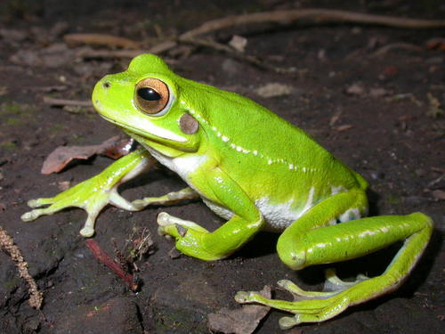 Rioja Tree Frog