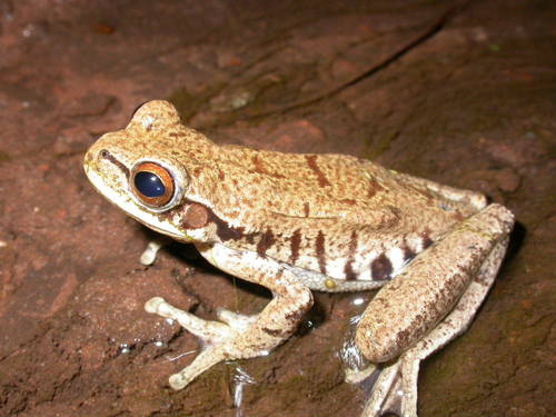 Rioja Tree Frog