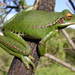Rioja Tree Frog - Photo (c) Arturo Muñoz, all rights reserved, uploaded by Arturo Muñoz