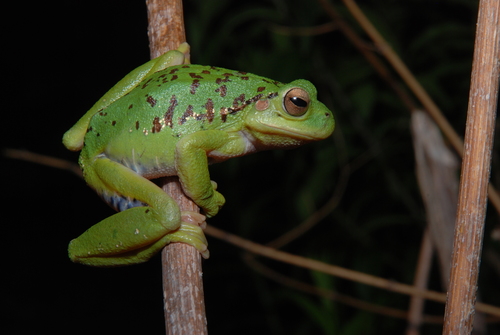 Rioja Tree Frog