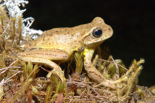 Rioja Tree Frog
