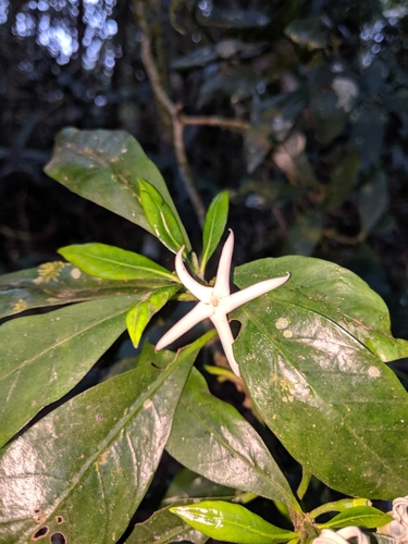 Atractocarpus benthamianus (F.Muell.) Puttock