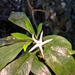 Atractocarpus benthamianus - Photo (c) Julian Radford-Smith, todos los derechos reservados, uploaded by Julian Radford-Smith