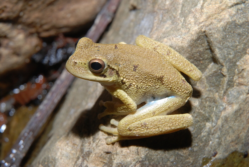 Rioja Tree Frog