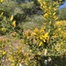 Ulex parviflorus - Photo (c) Patricia Basher, όλα τα δικαιώματα διατηρούνται, uploaded by Patricia Basher
