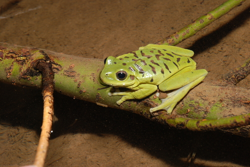 Rioja Tree Frog