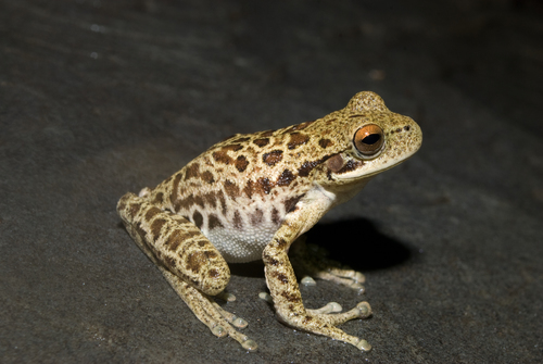Rioja Tree Frog