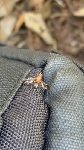 Unknown species found near Hillsborough River, Thonotosassa, FL, US