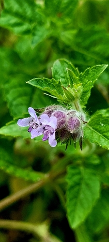 Marsypianthes chamaedrys