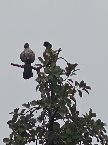 Western Plantain-eater