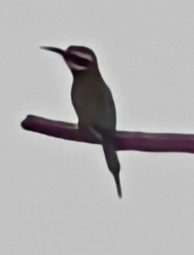 White-throated Bee-eater