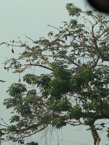 African baobab