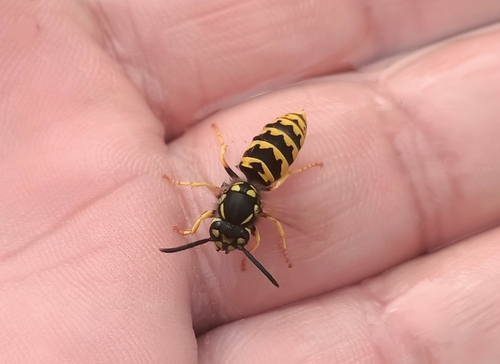German Yellowjacket
