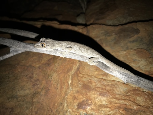 Western Spiny-tailed Gecko