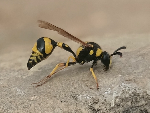 Katamenes libycus