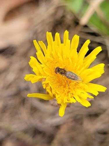 Unknown species found near Rock Creek Park, District of Columbia County, US-DC, US