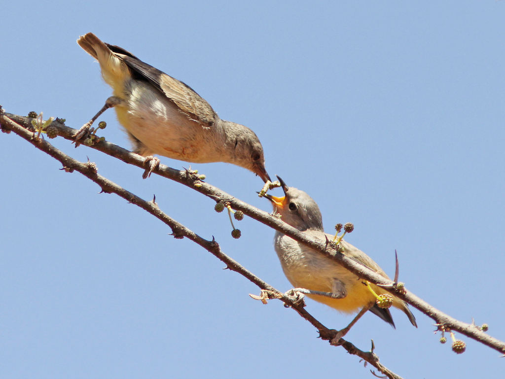 Yellow-vented Eremomela (Eremomela flavicrissalis) photo