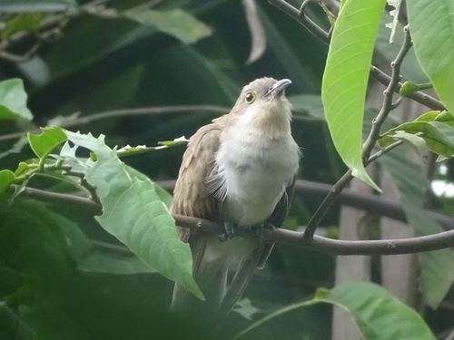 Black-billed Cuckoo observed by karinarsaenz