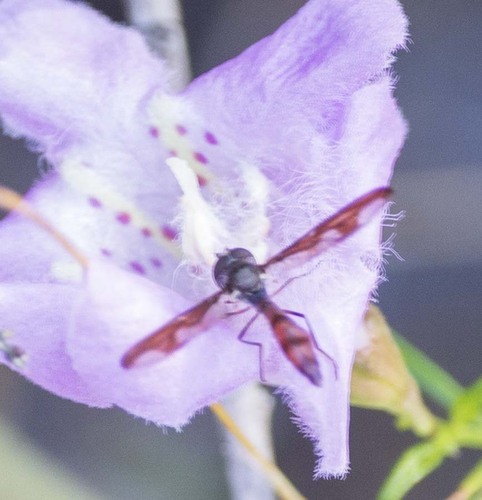 Unknown species found near Pasco County, FL, USA