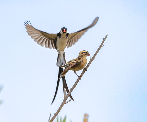 Pin-tailed Whydah