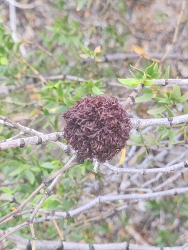 Unknown species found near Van Buren St & Galvin Pkwy, Phoenix, AZ 85008, USA