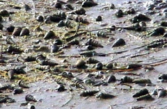 Cerithideopsis californica image