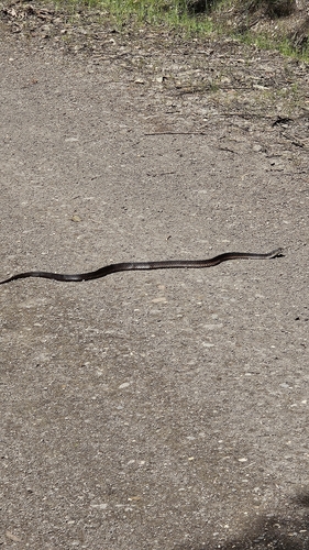 Lowlands Copperhead sighting