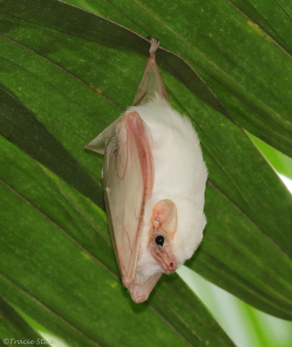 Ghost Bats (Genus Diclidurus) · iNaturalist