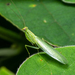 Tropidomantis tenera - Photo (c) Lionel Lim, all rights reserved, uploaded by Lionel Lim