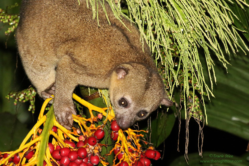 Kinkajou
