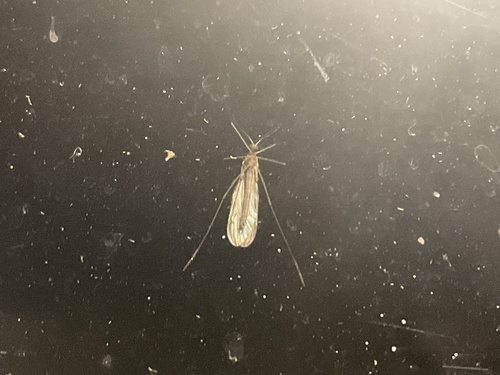 Unknown species found near Carefree Ln, Wesley Hills, NY, US