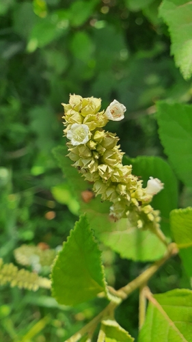 Varronia multispicata