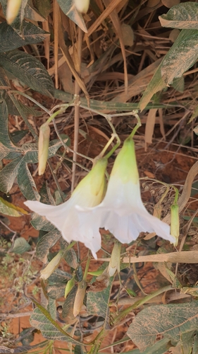 Distimake macrocalyx